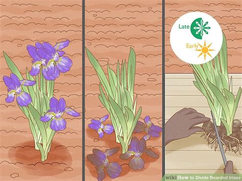 how to divide bearded irises