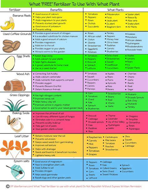 how to feed your plants