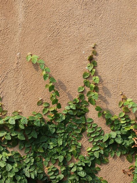how to get creeping fig to climb