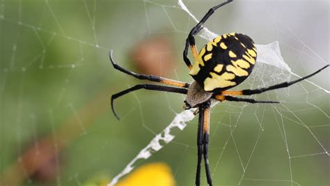 how to get rid of joro spiders