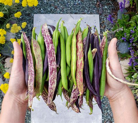 how to grow beans