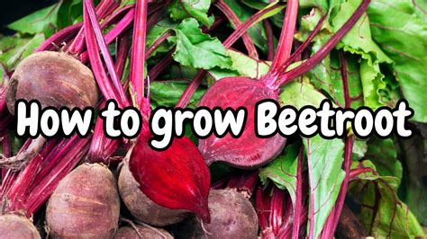 how to grow early beetroot