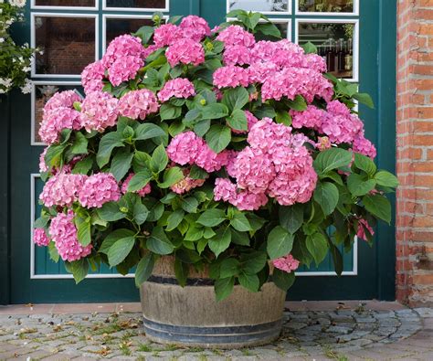 how to grow hydrangeas