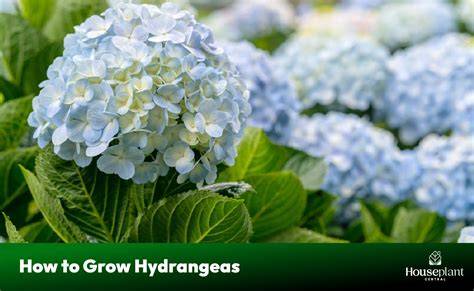 how to grow large hydrangeas