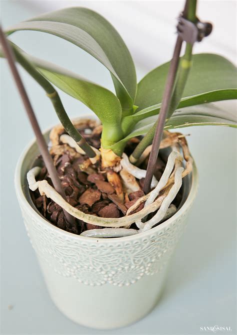 how to grow orchids