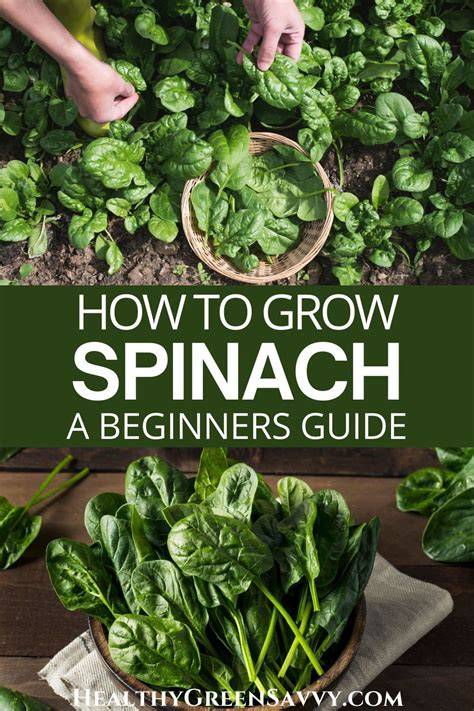 how to grow spinach