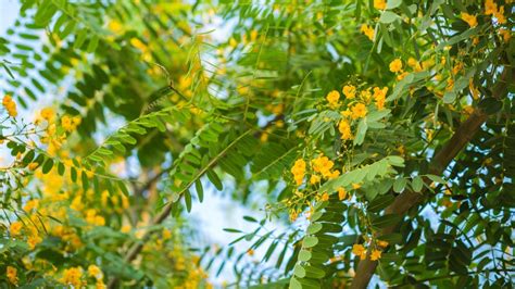how to grow tipuana trees