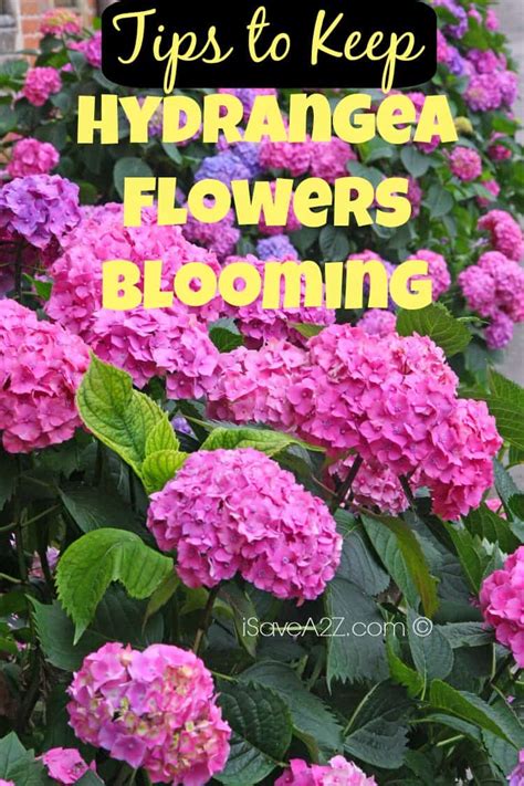 how to keep a hydrangea blooming