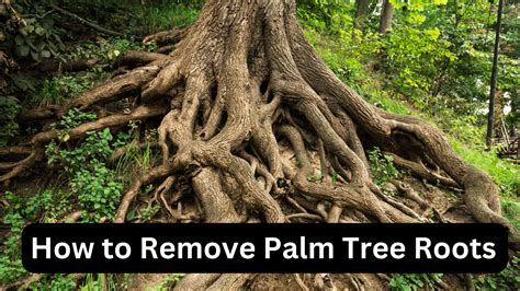 how to kill a palm tree root
