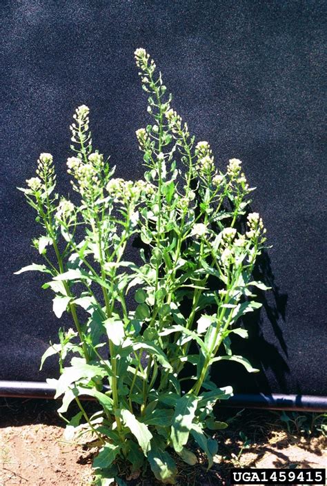 how to kill stinkweed plants