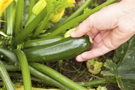 how to know when zucchini is ready to pick