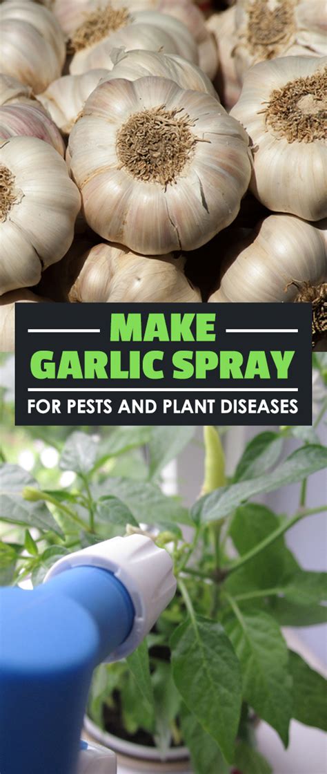 how to make garlic spray