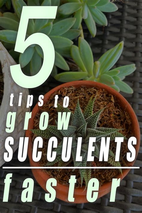 how to make succulents grow faster