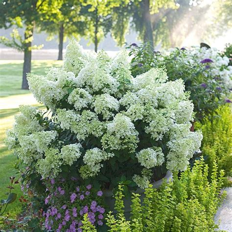how to plant hydrangea paniculata