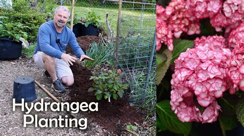 how to plant my hydrangea