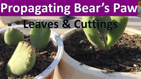 How to Propagate Bear Paw Cactus