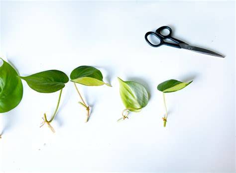 how to propagate philodendron