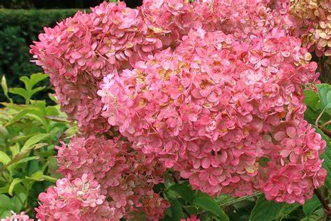 how to prune a strawberry vanilla hydrangea