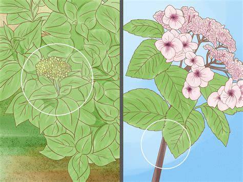 how to prune little lime hydrangea