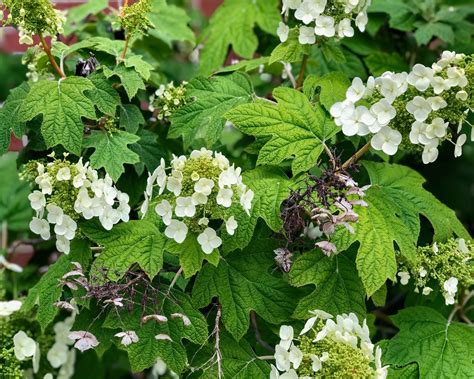 how to prune oakleaf hydrangea