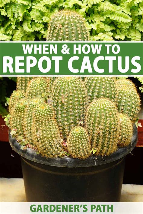 how to repot cacti