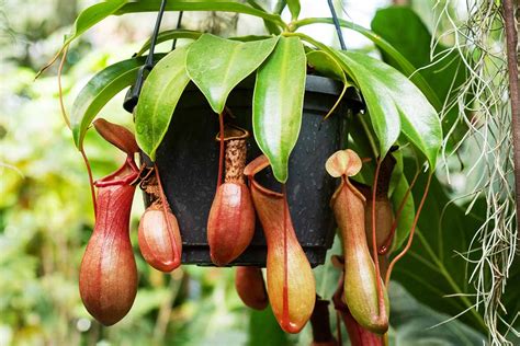 how to repot pitcher plants