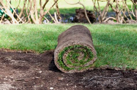 how to roll out a grass lawn