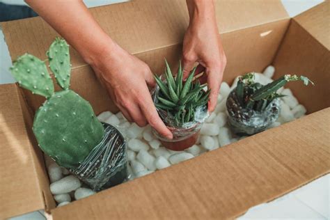 how to ship succulents