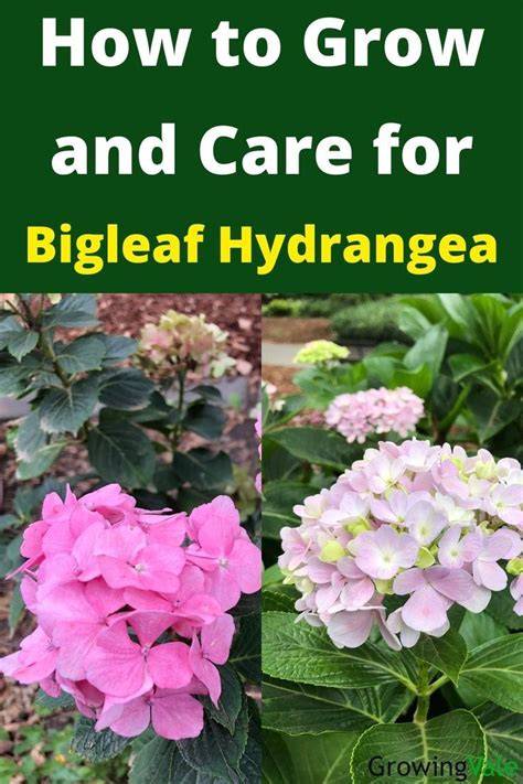 how to take care of hydrangea macrophylla