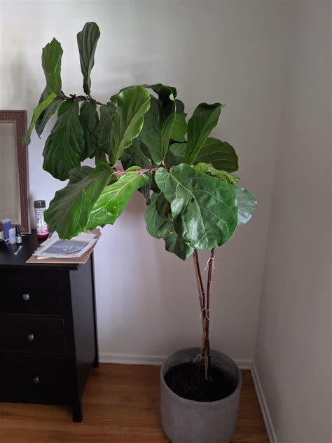how to thicken fiddle leaf fig trunk