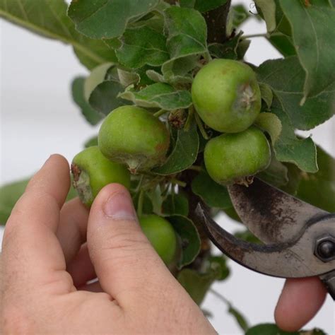 how to thin apple trees