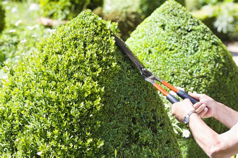how to trim hedges