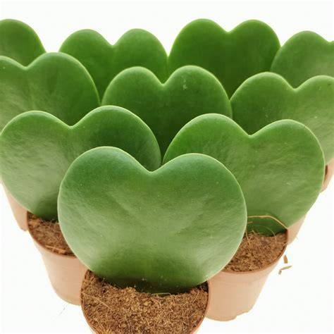 hoya cactus