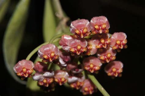 hoya gracilis
