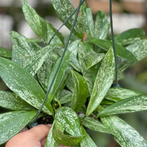 hoya pubicalyx speckled