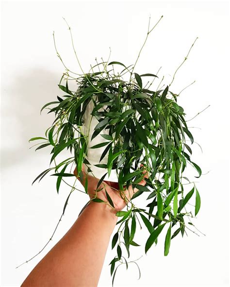 hoya tsangii