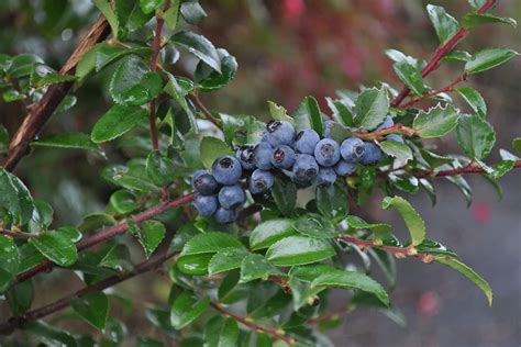 huckleberry branches