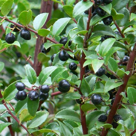 huckleberry companion plants