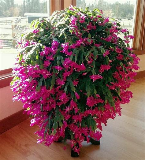 huge christmas cactus