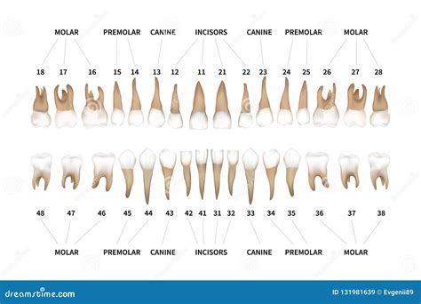 Human Dentition Chart