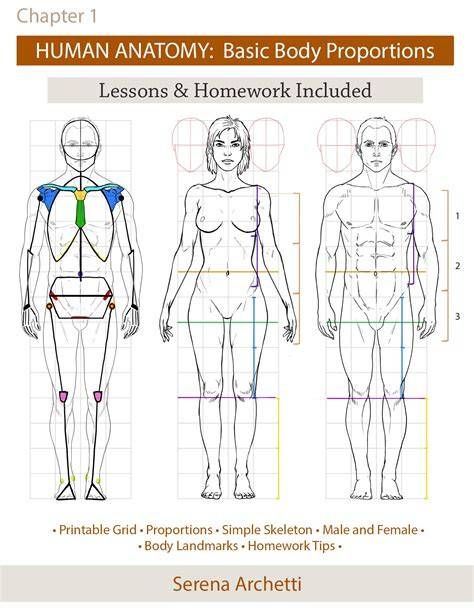 human proportions