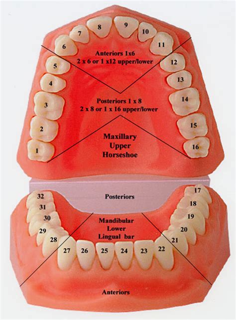Human Tooth Numbering Chart