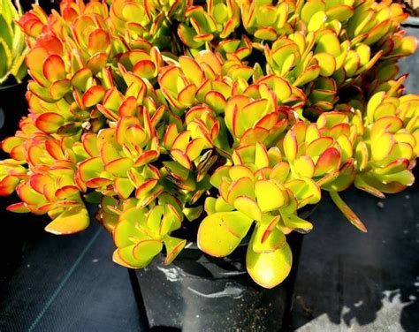 hummel's sunset jade plant