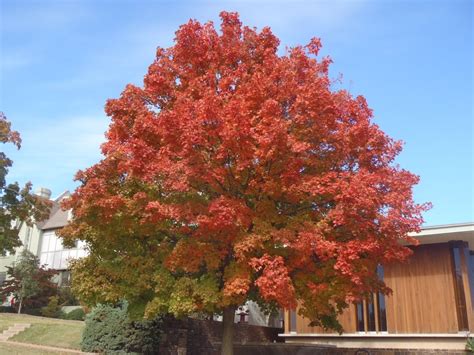 hummingbird friendly trees