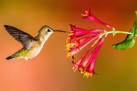 hummingbird pollinated flowers