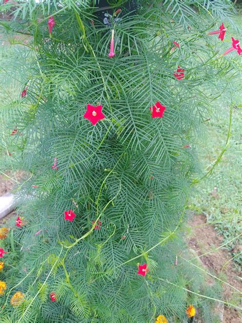 hummingbird vine seeds