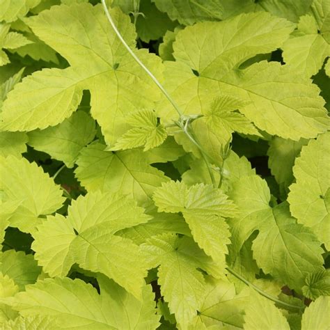 humulus lupulus aureus