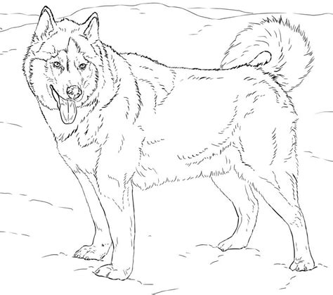 husky coloring sheets