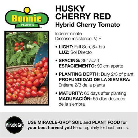 husky red cherry tomato