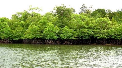 Hutan Bakau